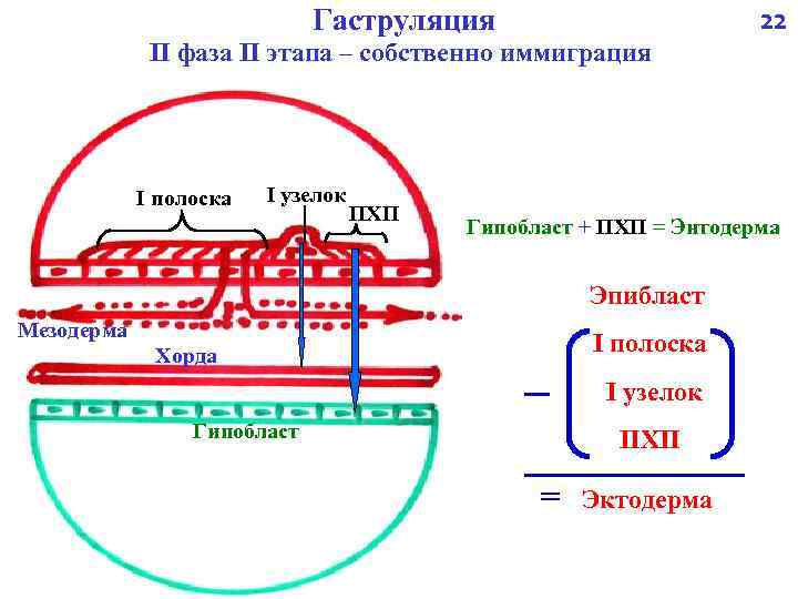 Гаструляция 22 II фаза II этапа – собственно иммиграция I полоска I узелок ПХП