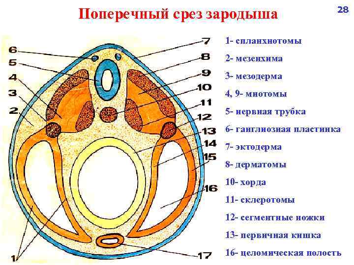 Назовите зародышевый листок зародыша позвоночного животного обозначенный на рисунке цифрой 1 какие