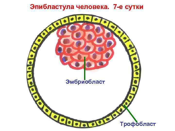 Эпибластула человека. 7 -е сутки Эмбриобласт Трофобласт 