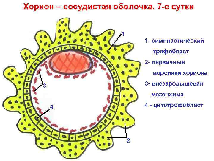 Хорион – сосудистая оболочка. 7 -е сутки 1 1 - симпластический трофобласт 2 -
