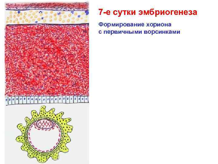 7 -е сутки эмбриогенеза Формирование хориона с первичными ворсинками 