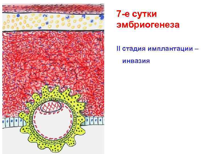 7 -е сутки эмбриогенеза II стадия имплантации – инвазия 