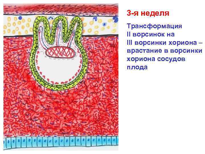 3 -я неделя Трансформация II ворсинок на III ворсинки хориона – врастание в ворсинки