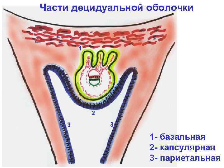 Части децидуальной оболочки 1 2 3 3 1 - базальная 2 - капсулярная 3