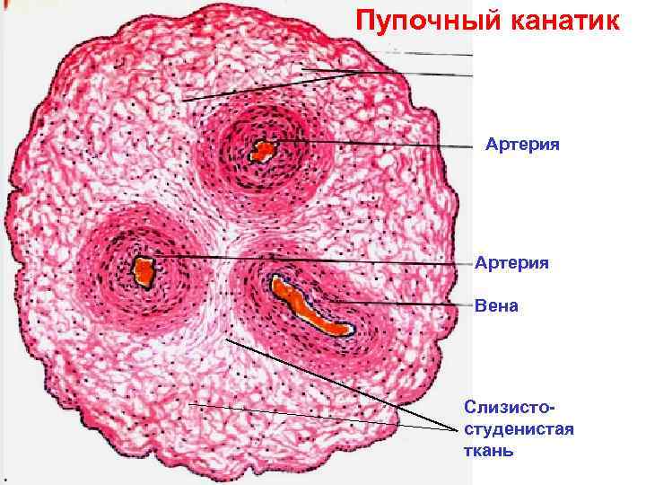 Пупочный канатик Артерия Вена Слизистостуденистая ткань 
