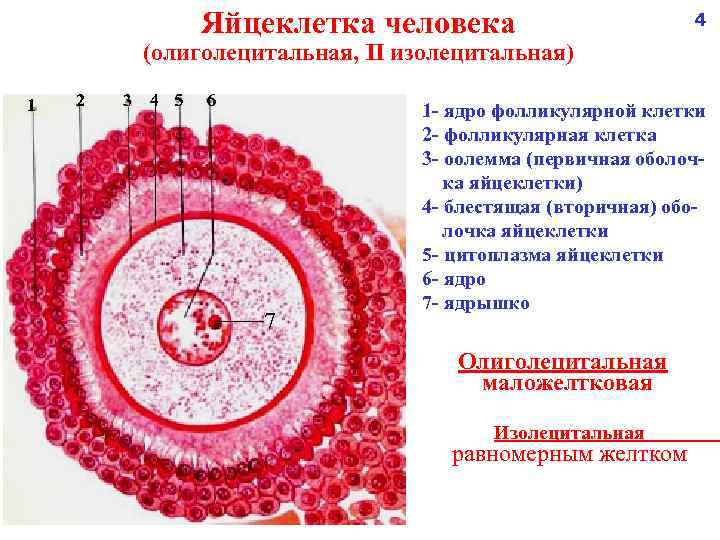 Яйцеклетка человека 4 (олиголецитальная, II изолецитальная) 1 2 3 4 5 6 7 1