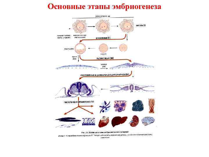 Основные этапы эмбриогенеза 