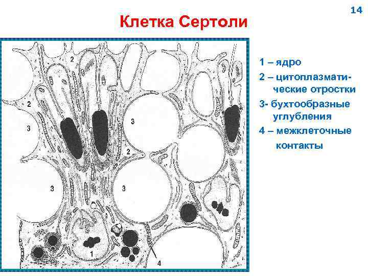 Клетка Сертоли 14 1 – ядро 2 – цитоплазматические отростки 3 - бухтообразные углубления