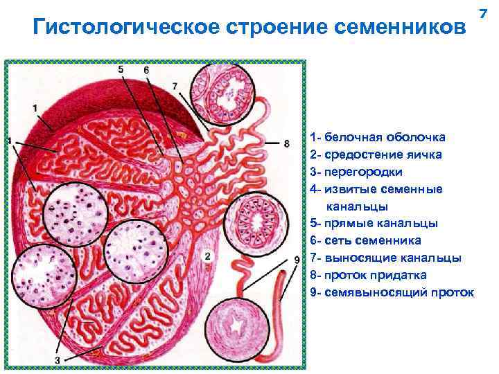 Гистологическое строение семенников 1 - белочная оболочка 2 - средостение яичка 3 - перегородки