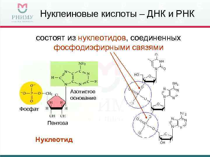 Синтез нуклеотидов схема