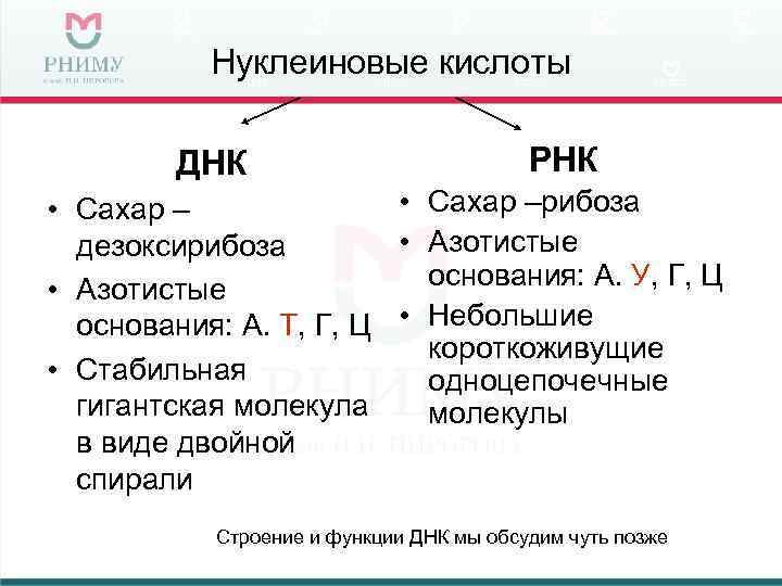 Нуклеиновые кислоты днк и рнк