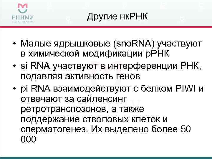 Другие нк. РНК • Малые ядрышковые (sno. RNA) участвуют в химической модификации р. РНК