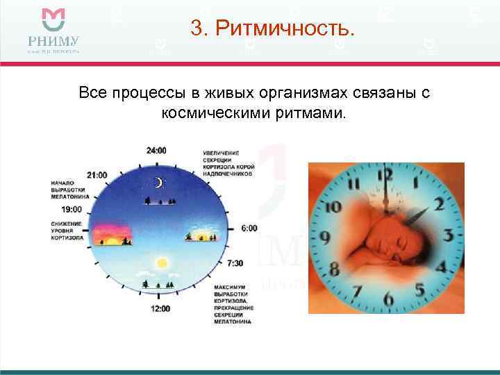 Ритмичность рисунок по биологии