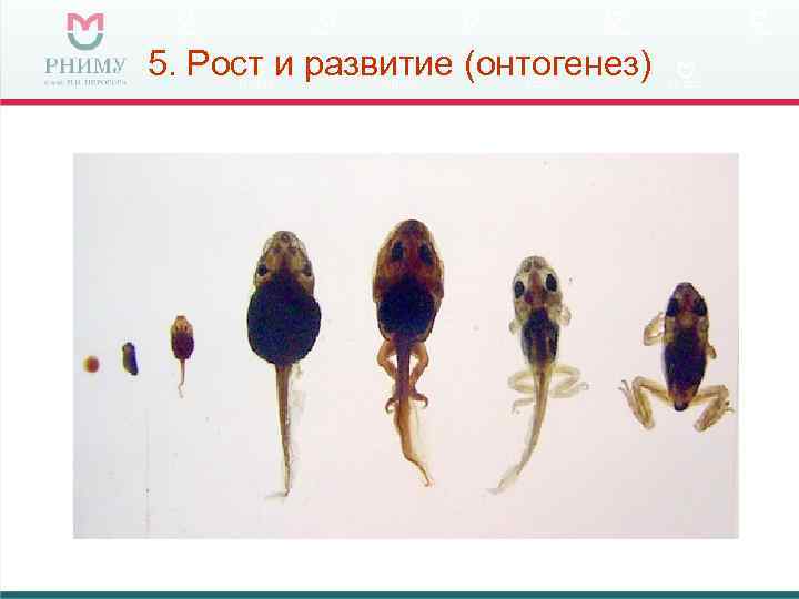 5. Рост и развитие (онтогенез) 