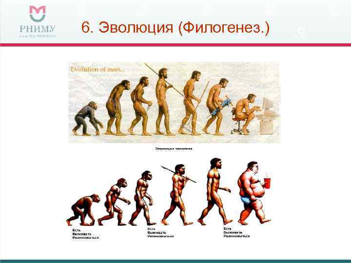 6. Эволюция (Филогенез. ) 