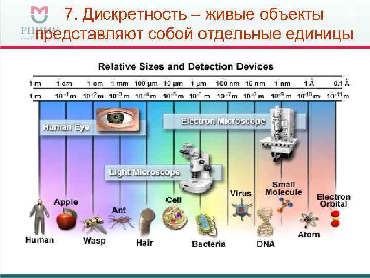 7. Дискретность – живые объекты представляют собой отдельные единицы 