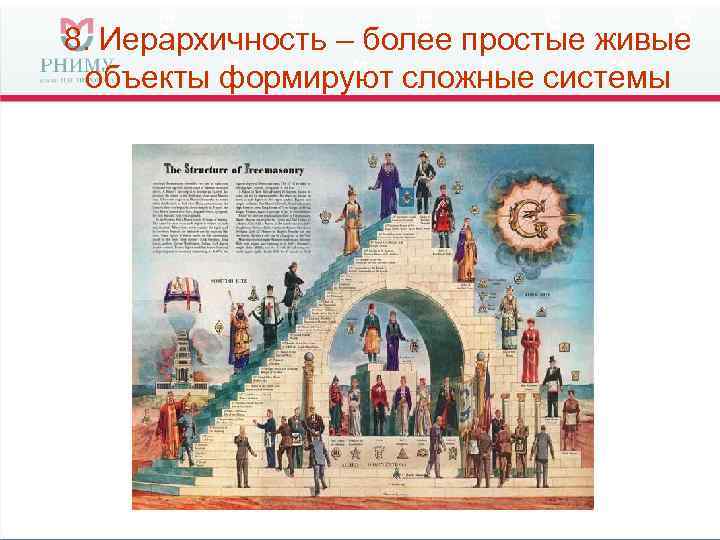 8. Иерархичность – более простые живые объекты формируют сложные системы 