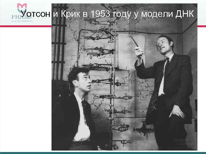 Уотсон и Крик в 1953 году у модели ДНК 