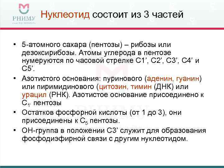Нуклеотид состоит из 3 частей • 5 -атомного сахара (пентозы) – рибозы или дезоксирибозы.