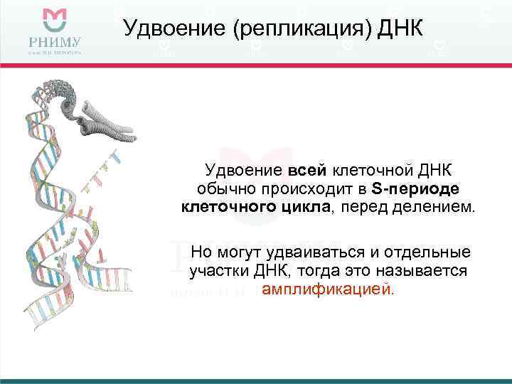 Удвоение (репликация) ДНК Удвоение всей клеточной ДНК обычно происходит в S-периоде клеточного цикла, перед