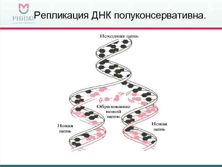 Репликация ДНК полуконсервативна. 