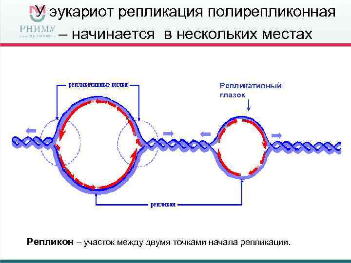 У эукариот репликация полирепликонная – начинается в нескольких местах Репликативный глазок Репликон – участок