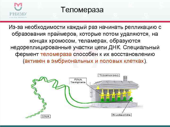 Теломераза Из-за необходимости каждый раз начинать репликацию с образования праймеров, которые потом удаляются, на