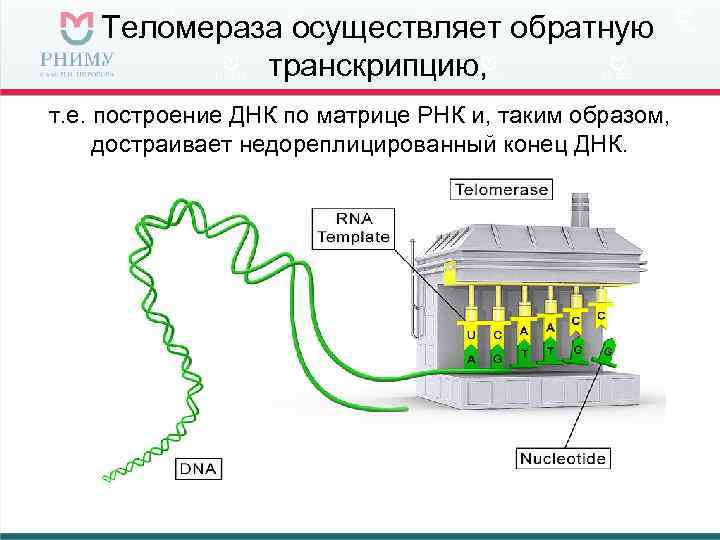 Теломераза осуществляет обратную транскрипцию, т. е. построение ДНК по матрице РНК и, таким образом,