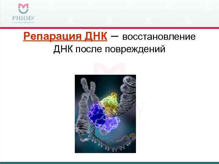 Репарация ДНК – восстановление ДНК после повреждений 