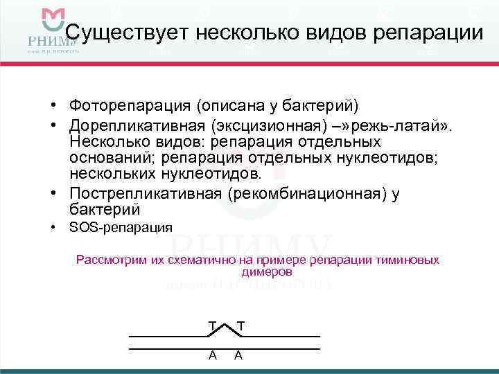 Существует несколько видов репарации • Фоторепарация (описана у бактерий) • Дорепликативная (эксцизионная) –» режь-латай»