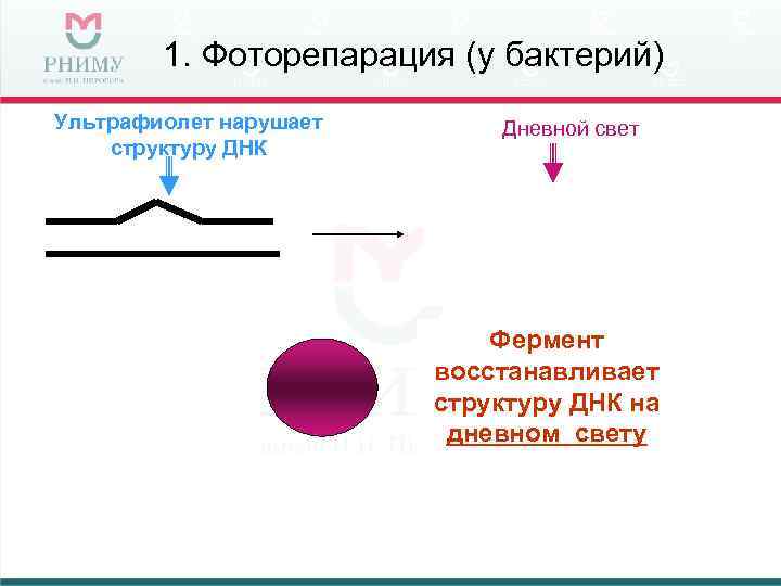 1. Фоторепарация (у бактерий) Ультрафиолет нарушает структуру ДНК Дневной свет Фермент восстанавливает структуру ДНК
