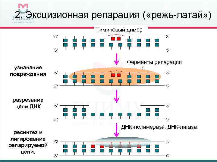 Достройте днк