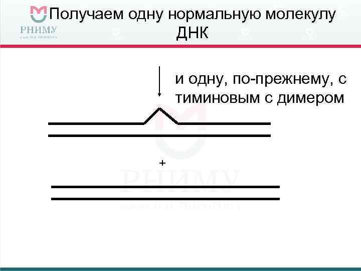 Получаем одну нормальную молекулу ДНК и одну, по-прежнему, с тиминовым с димером + 