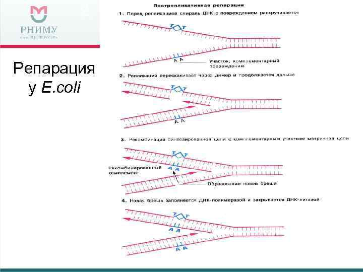 Репарация у E. coli 