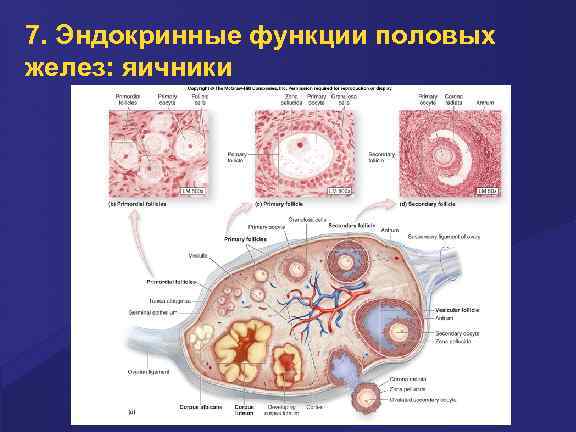 7. Эндокринные функции половых желез: яичники 