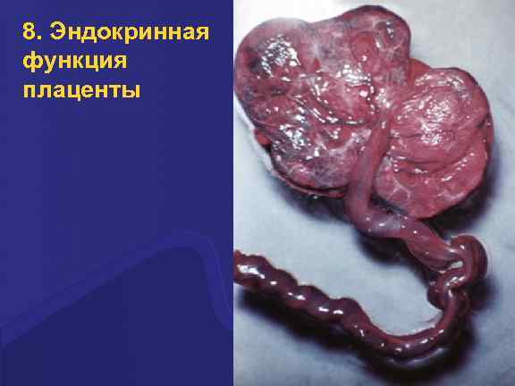 8. Эндокринная функция плаценты 