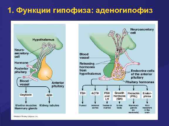 1. Функции гипофиза: аденогипофиз 
