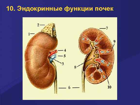10. Эндокринные функции почек 