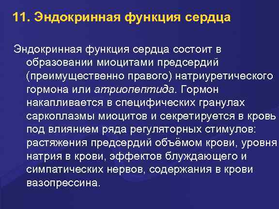 11. Эндокринная функция сердца состоит в образовании миоцитами предсердий (преимущественно правого) натриуретического гормона или