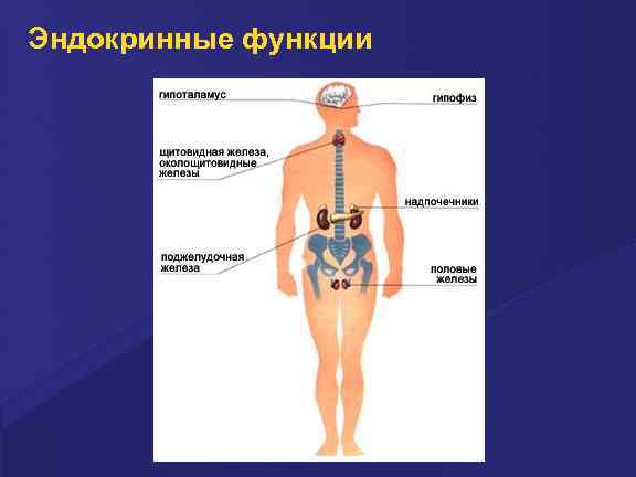 Эндокринные функции 
