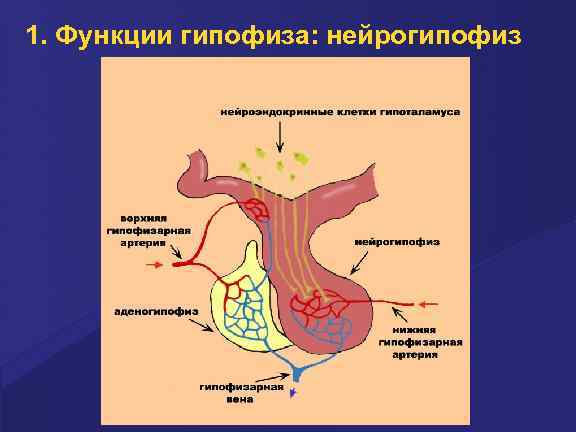 1. Функции гипофиза: нейрогипофиз 