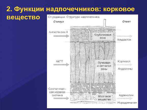 2. Функции надпочечников: корковое вещество 