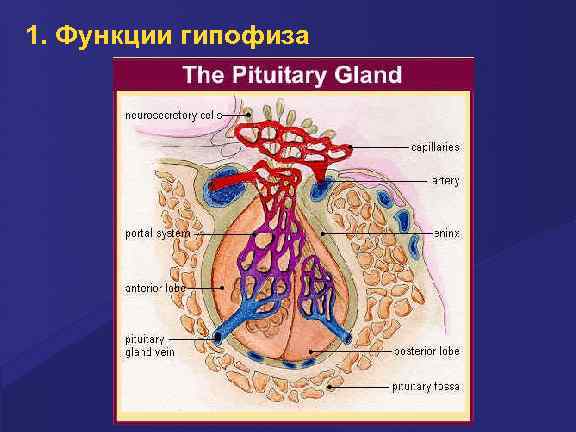 1. Функции гипофиза 