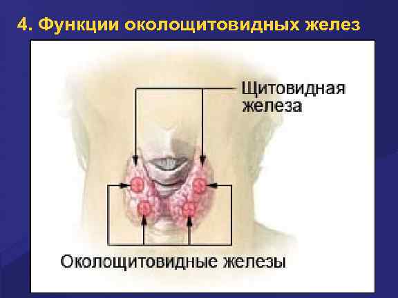 4. Функции околощитовидных желез 