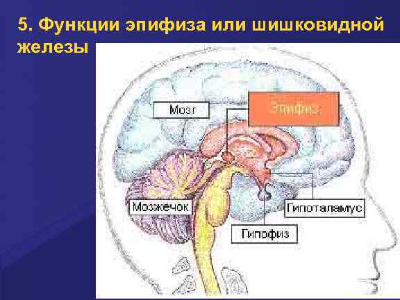 5. Функции эпифиза или шишковидной железы 
