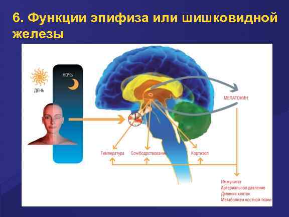 6. Функции эпифиза или шишковидной железы 