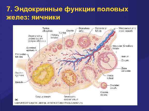 7. Эндокринные функции половых желез: яичники 