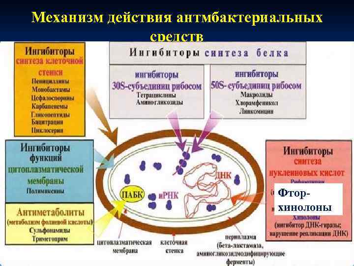 Механизм действия антмбактериальных средств Фторхинолоны 