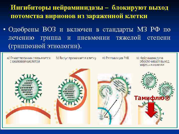 Ингибиторы нейраминидазы – блокируют выход потомства вирионов из зараженной клетки • Одобрены ВОЗ и