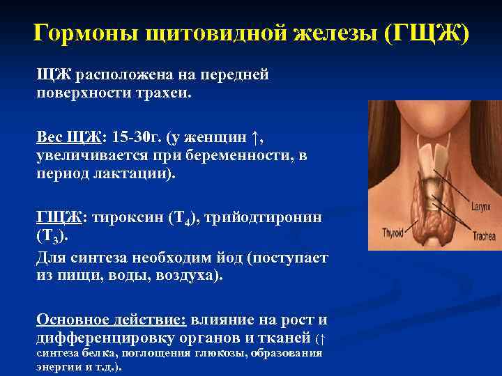 Гормоны щитовидной железы (ГЩЖ) ЩЖ расположена на передней поверхности трахеи. Вес ЩЖ: 15 -30